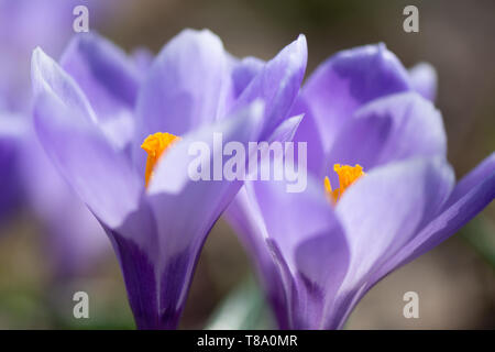 Der frühe Frühling Crocus vernus Erinnerung Stockfoto