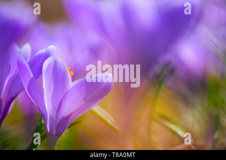 Der frühe Frühling Crocus vernus Erinnerung Stockfoto