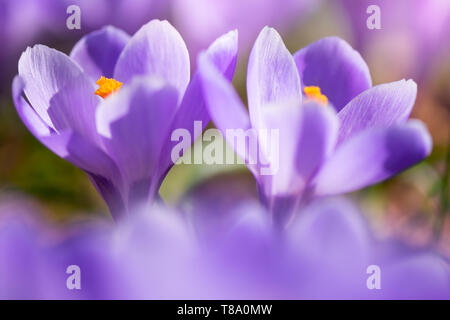 Der frühe Frühling Crocus vernus Erinnerung Stockfoto