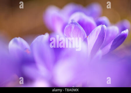 Der frühe Frühling Crocus vernus Erinnerung Stockfoto