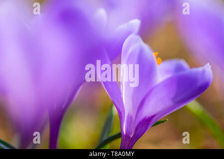 Der frühe Frühling Crocus vernus Erinnerung Stockfoto