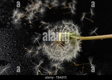 Samen von einem Löwenzahn auf einen dunklen Tisch. Löwenzahn mit Tropfen Wasser. Der dunkle Hintergrund. Stockfoto