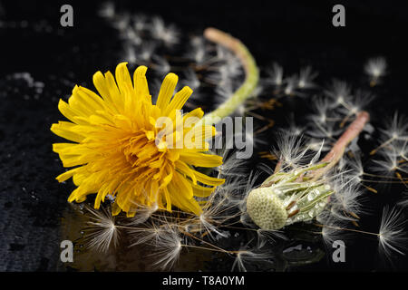 Samen von einem Löwenzahn auf einen dunklen Tisch. Löwenzahn mit Tropfen Wasser. Der dunkle Hintergrund. Stockfoto