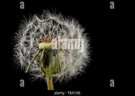 Samen von einem Löwenzahn auf einen dunklen Tisch. Löwenzahn mit Tropfen Wasser. Der dunkle Hintergrund. Stockfoto