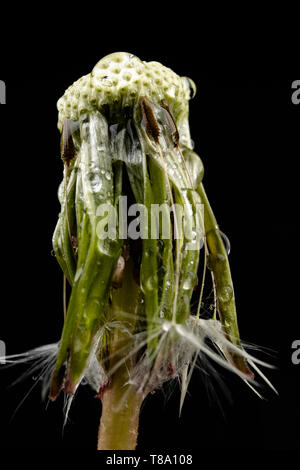 Samen von einem Löwenzahn auf einen dunklen Tisch. Löwenzahn mit Tropfen Wasser. Der dunkle Hintergrund. Stockfoto