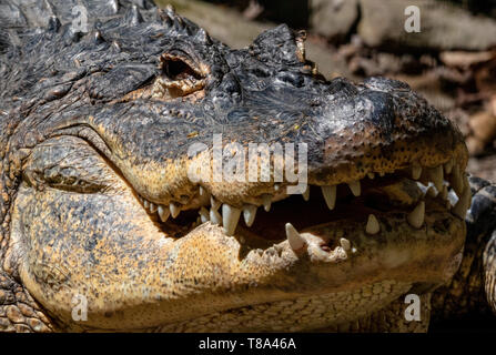 Krokodil in der Sonne aalen Stockfoto