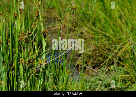 Eine einzige blaue Libelle ruht im Schilf am Rande eines Teiches. Stockfoto