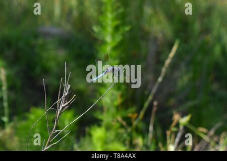 Eine einzige blaue Libelle ruht im Schilf am Rande eines Teiches. Stockfoto