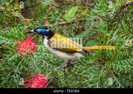 Blau konfrontiert honeyeater, Stockfoto