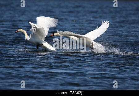 Ein zorniger Schwan jagt Ein weiterer Schwan aus Es ist Gebiet im Frühjahr Stockfoto