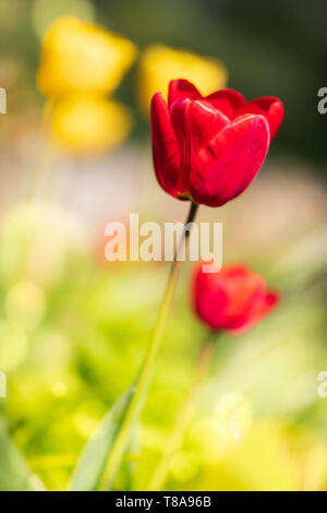 Bunte Tulpen auf dem Friedhof in St. Johannes der Täufer Kirche in Wellington, Somerset. Stockfoto