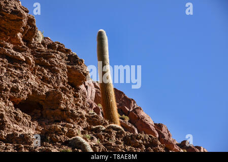 Riesige cardon Kaktus, Atacama-wüste, Chile Stockfoto