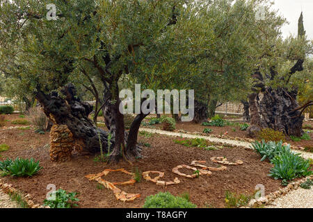 Olivenbäume von Gethsemane auf dem Ölberg, die stillen Zeugen des Gebets und Leidens Jesu am Abend vor seiner Kreuzigung. Jerusalem. Stockfoto