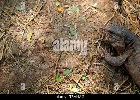 Tegu rote Eidechse aus Argentinien auf dem Boden - Bild Stockfoto