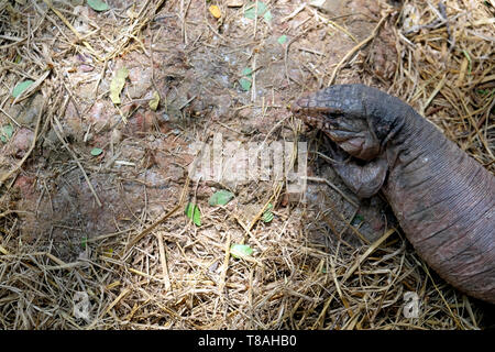 Tegu rote Eidechse aus Argentinien auf dem Boden - Bild Stockfoto