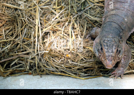 Tegu rote Eidechse aus Argentinien auf dem Boden - Bild Stockfoto