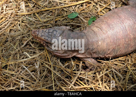 Tegu rote Eidechse aus Argentinien auf dem Boden - Bild Stockfoto