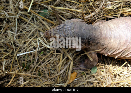 Tegu rote Eidechse aus Argentinien auf dem Boden - Bild Stockfoto