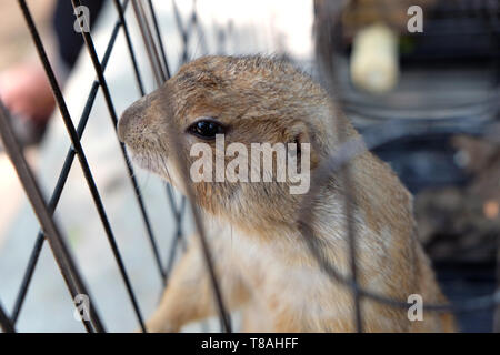 Schwarz-tailed prairie dog in zoo Käfig Stockfoto