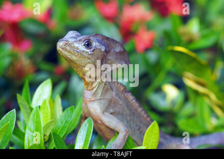 Ein kleiner Leguan in einem Garten auf Roatan, Honduras. Stockfoto