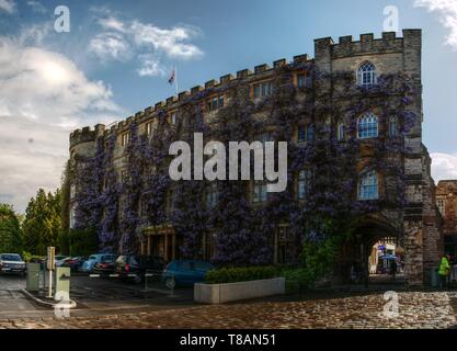 Wisteria Blüte am Schloss Hotel in Taunton Stockfoto