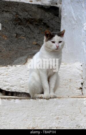 Wilde Katze in Kreta Stockfoto