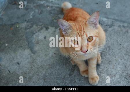 Nahaufnahme des niedlichen Ingwer Katze sitzt auf dem Boden und schauen in die Kamera Stockfoto