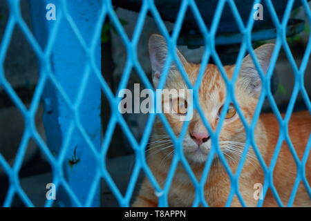 Nahaufnahme von Ginger cat hinter dem Zaun an der Kamera auf der Suche Stockfoto