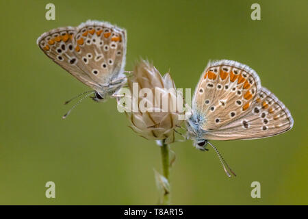 Gemeinsame blauer Schmetterling (Polyommatus icarus) zwei Schmetterlinge auf Blume während der Nacht. Europa Stockfoto
