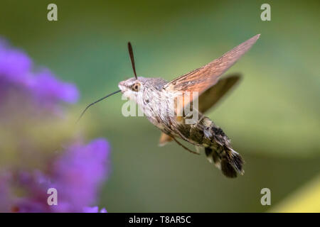 Hummingbird Hawk-moth (Macroglossum stellatarum) Schnelles fliegen Schmetterling Fütterung auf lila Blüten im Sommer monat Juli Stockfoto