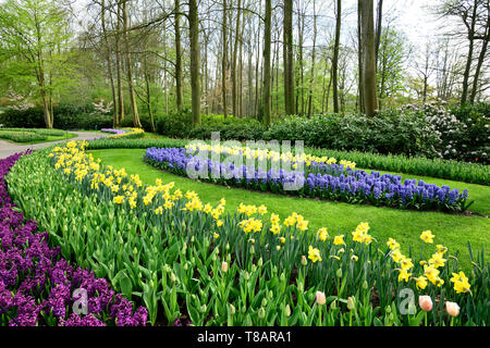 Im Keukenhof Tulpen Garten im April 2019 fotografierte, blühende Tulpen, Narzissen und Hyazinthen in gebogener Form Blume Blume Streifen Stockfoto