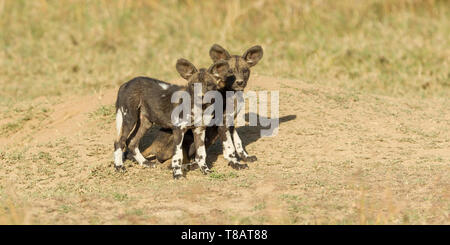 Zwei wilden Hund Welpen stehen und außerhalb ihrer Höhle, Querformat, Ol Pejeta Conservancy, Laikipia, Kenia, Afrika Stockfoto