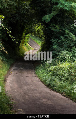 Bewaldeten Weg zum Wald durch ein Gemüse Gate - Wunderland-Magic Stockfoto