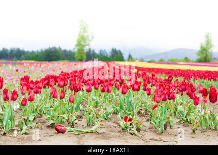 Rand einer Tulpe Bauernhof Feld, mit einem blumenbeet von roten Tulpen, rosa und gelbe Tulpen in der Ferne. Ein toter Tulip im Vordergrund. Breite d Stockfoto