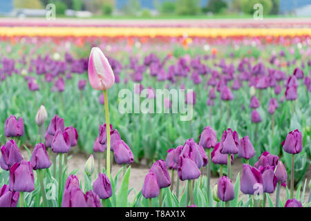 Schöne, single, pink und white Tulip wachsenden Hoch in einem Feld von Purple triumph Tulpen, auf einer Blume Bauernhof. Stockfoto