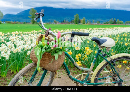 Typisch holländischen Fahrrad mit einem Korb mit Tulpen in einem Korb vor, auf einer Blume Bauernhof, mit Narzissen im Hintergrund. Stockfoto