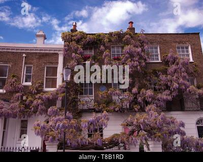 Blühende glyzinie Für vorne eines Wohnhauses in Notting Hill, London, UK. Stockfoto