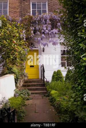 Blühende glyzinie Baum klettern auf einem Haus mit gelben Tür in Notting Hill, London, UK. Stockfoto