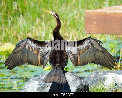 Spreize deine Flügel. Australasian Darter Bird, Federn glänzend, mit Flügeln voll ausgestreckt, wie es in der Sonne auf einem Felsen am Wasser austrocknet Stockfoto