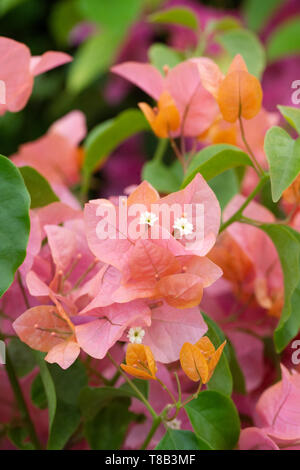 Bougainvillea 'Orange Glory' Hüllblätter und Blumen. Stockfoto