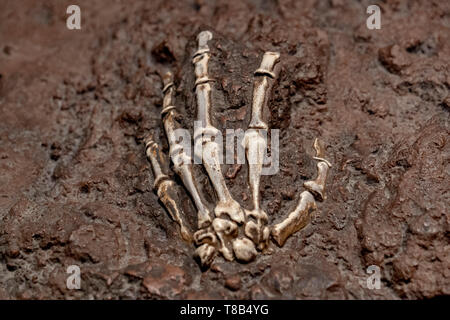 Prähistorische fossilen Knochen skull Hand in einem Rock Stockfoto