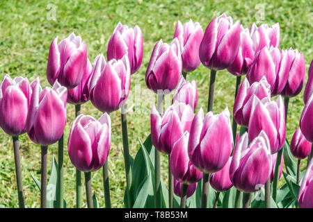 Lila Tulpen im Blumenbeet Frühlingsblumen Garten Triumph Tulip Tulipa „Heilsarmee“ Stockfoto