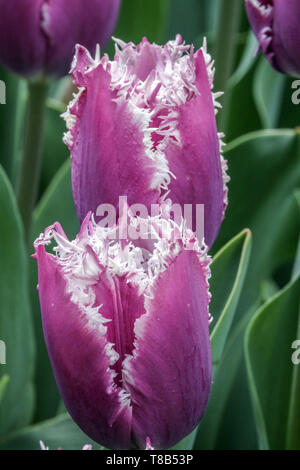 Lila Tulpen mit Fransen im Frühlingsgarten mit Blumenbeet, Blüten aus der Nähe, Tulipa Cummins Stockfoto