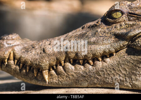 Close-up Kopf eines Krokodils Stockfoto