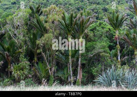 Neuseeland, Südinsel, West Coast Region, Pororari Fluss Stockfoto