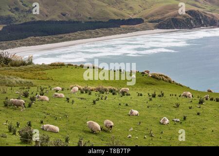 Neuseeland, Südinsel, Region Otago, Dunedin, Otago Peninsula Stockfoto