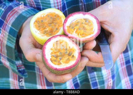 Portugal, Madeira, Ponta do Sol, verschiedene Sorten von Passionsfrucht (Passiflora edulis) Stockfoto