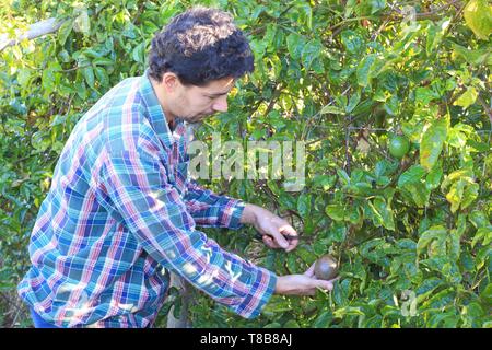 Portugal, Madeira, Ponta do Sol, Landwirt in seiner Passion fruit Plantation (Passiflora edulis) Stockfoto