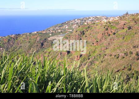 Portugal, Madeira, Ponta do Sol, Dorf mit einem Zuckerrohr Feld im Vordergrund. Stockfoto