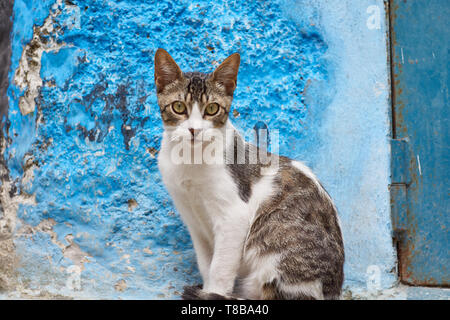Wilde Katze in der Medina von Tanger hängend, in die Kamera schaut, nördliche Marokko, Nordafrika Stockfoto